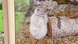 同意敲掉的请举手