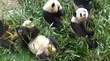 光天化日之下，六只国宝大熊猫聚众啃竹，那只麻烦保持下队形哈