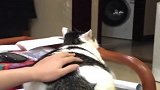 猫咪玩耍，被奇葩帅哥恶搞，看完憋住别笑！