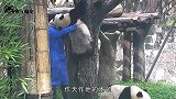 熊猫宝宝从树上摔下来，还好被奶爸接住，熊猫：吓死宝宝了