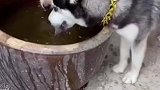我这个腿进去就是想试试水温怎么样
