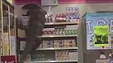 当地时间6日，泰国一2米长巨蜥闯进便利店。