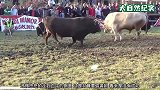 黑牛与白牛开展斗争，两牛都使出全力，谁是最后的赢家？