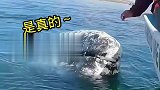 人类给鲸鱼清理藤壶！原来是真的