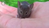 这么小的小仓鼠，看起来可爱极了，真的是好想要啊！