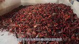 中国又一动物泛滥成灾，设高额赏金鼓励抓捕，看后了解了