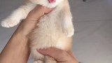 女高音奶凶奶凶的小奶猫