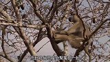 豹子下树捕杀羚羊，关键时刻，狒狒赶来相救，结果很意外！