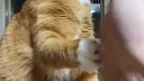 和自己的猫角色互换