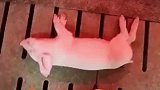 开饭前小猪睡得太死，你都没有一秒钟怀疑它挂了吗