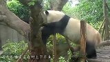 熊猫妈妈带娃不敢恭维！母爱如泰山压顶，网友：不愧亲妈！