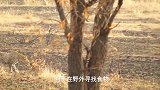 豹子埋伏羚羊，但却被发现，豹子只能再次寻找机会！