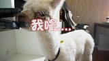 羊驼到家的第二天，拆家比二哈还能耐，看完你还敢养吗