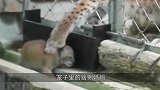一只小猞猁钻出护栏，吓坏妈妈，还好把“熊孩子”捞回来了！
