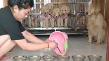 主人准备好饭，金毛妈妈打开笼子放孩子们出来吃，画面太温馨了