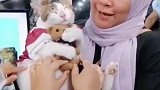 猫咪其实很容易满足，一个玩具就够了