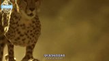 饲养员被猎豹袭击，同伴抓住豹腿狂抡3圈，豹子怂了