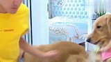这还是宠物狗吗，跟“土匪”没什么区别，你们都忍住别笑太逗了！