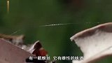 生命故事：公蜘蛛找母蜘蛛交配,刚一交配完,立马被母蜘蛛吃掉了