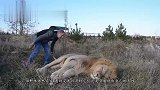 狮子死活不肯进铁笼,男子踢了狮子一脚,下一秒狮子回头了