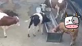 小牛正在进食，突然被同伴偷袭顶进食槽