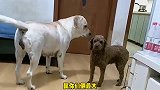 赛文看不顺眼石榴这个儿媳妇，天天上演婆媳大战