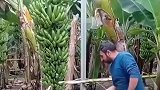 采摘完香蕉之后，就要把香蕉树砍掉。网友：这不就是卸磨杀驴