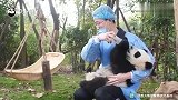 熊猫：这瓶奶我干了，你们随意!自己能干完的奶，不用奶爸搭把手