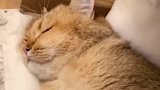 一只喜欢打呼噜的猫是什么样的？