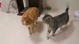橘猫：你瞅我干啥，狸花猫：瞅你咱了，想打架呀