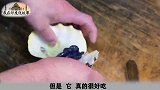 妖艳的紫色贝肉，未知！危险！直到第一位勇敢者尝了一口！好吃！