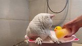 如何让猫咪乖乖洗澡，首先澡盆要好看
