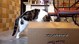 在客厅玩耍的猫咪们，这个小纸箱好玩吗看你们乐不思蜀的样子！