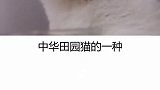 宠物 奶牛猫 喵星人都在优雅的时候，只有奶牛猫在犯二！