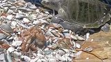 渔船海上捕捞到海龟，毫不犹豫就放生