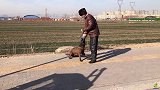 农村老大爷不简单，自家的马犬被训得这么听话，科目动作干脆利落