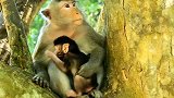 猴妈妈在树林里散步时抱着猴宝宝，非常甜蜜