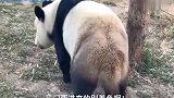 搞笑配音：这动物园门票没白花，因为见到了真正的功夫熊猫哈哈哈