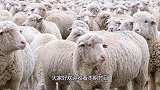 最“聪明”的绵羊！为逃避剃毛躲在山林七年，剃完毛后主人傻眼了