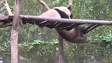熊猫：不给你点颜色瞧瞧，你不知道本熊的厉害！