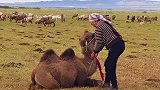 探索哈萨克牧区，与骆驼共度真实生活！