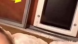 猫咪发现好东西找主人分享时