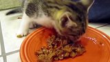 好萌的小奶猫咪啊，这吃的样子，看起来也太可爱了吧！