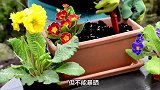 报春花的养殖方法和注意事项