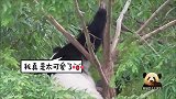熊猫贝贝雨中虐树真淘气，一个劲儿晃动着树枝：来呀，一起嗨呀！