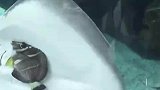 黄貂鱼诱捕了一条小鱼，并试图吃掉被潜水员制止