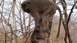 小卓别林跟着妈妈爬树，接下来猴妈一个举动让小猴子崩溃