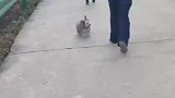 路上碰到一只潦草小狗，跑起来像小兔子