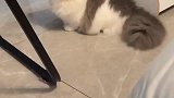 这是什么钓猫咒语？喵星球信号？