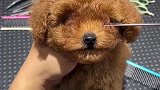 男子给小泰迪剪毛做造型，几剪刀下去好像换了一条狗